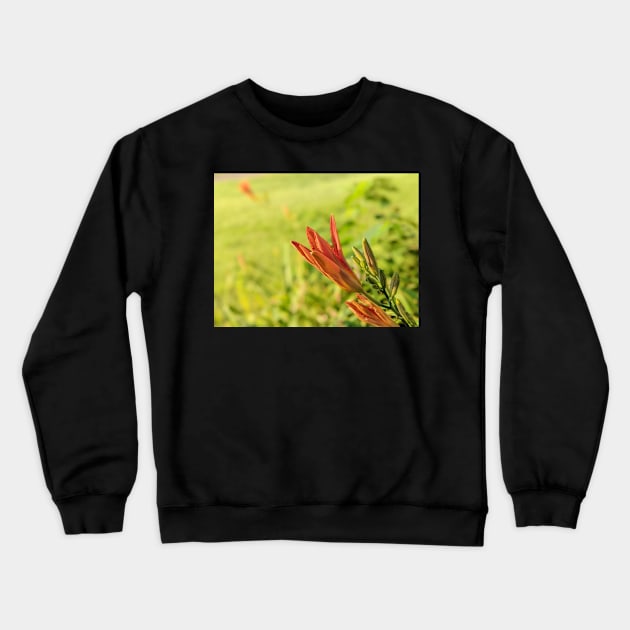 Day Lily Opening 2 Crewneck Sweatshirt by AustaArt